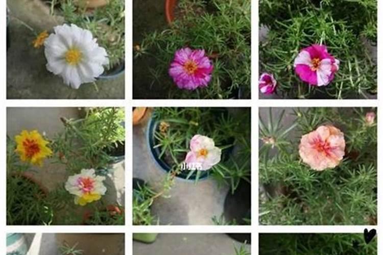 太阳花几月份浇磷肥比较好一点？