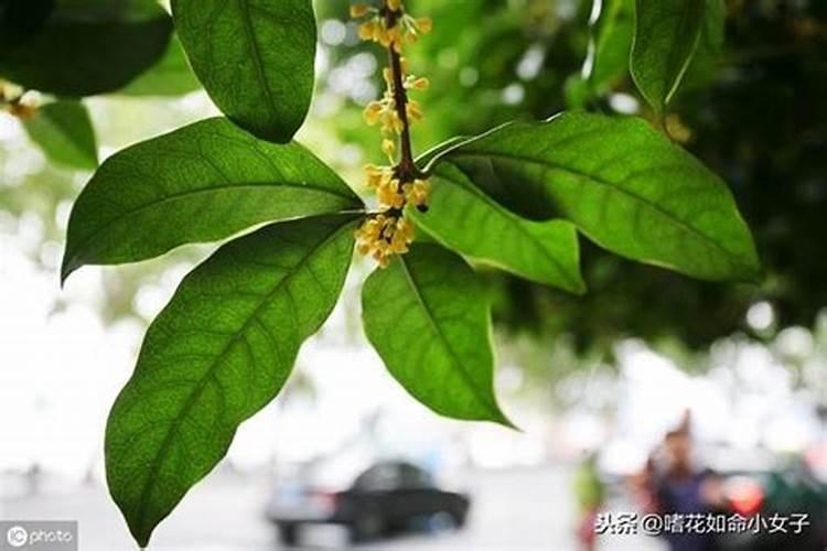 桂花什么时候施磷肥肥料？