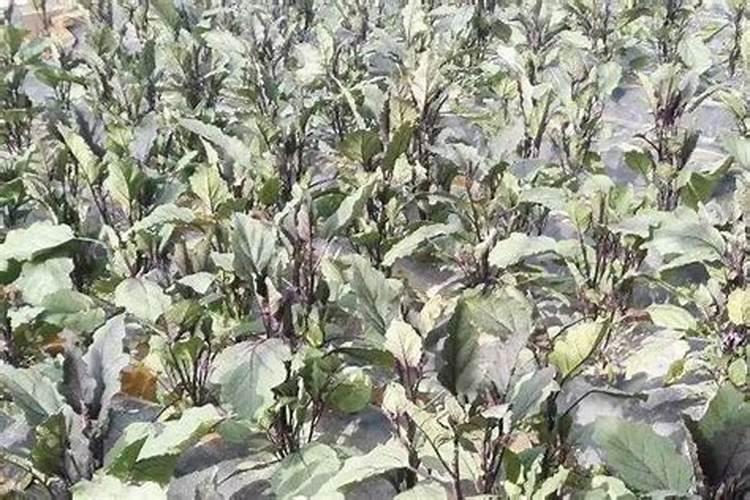 茄子什么时候施肥最好