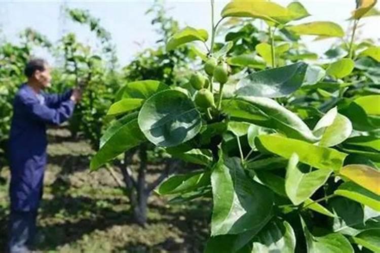 梨树施肥时间与方法