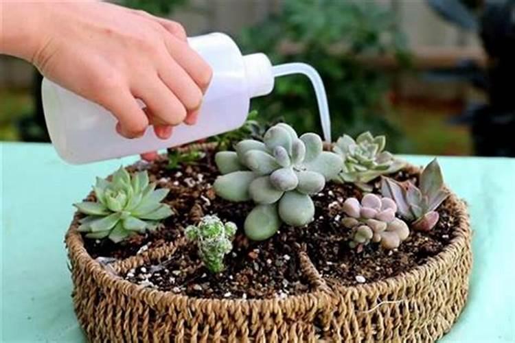 多肉能不能喷钾肥水？