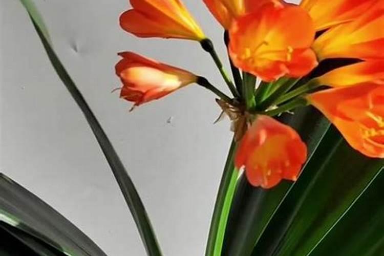 君子兰用深海鱼蛋白浇花可以吗