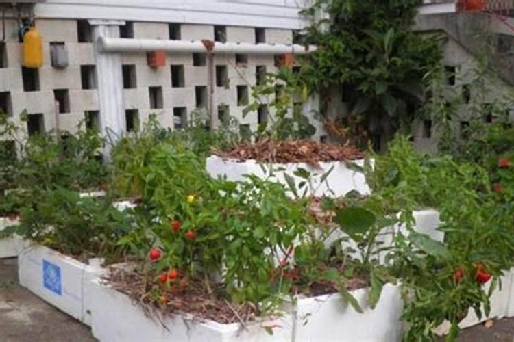 生活中的3种废料拿来养花,养花再也不用施肥!