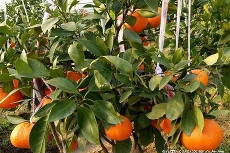 柑橘种植怎么施肥产量高？柑橘抗病增产叶面肥用哪种好