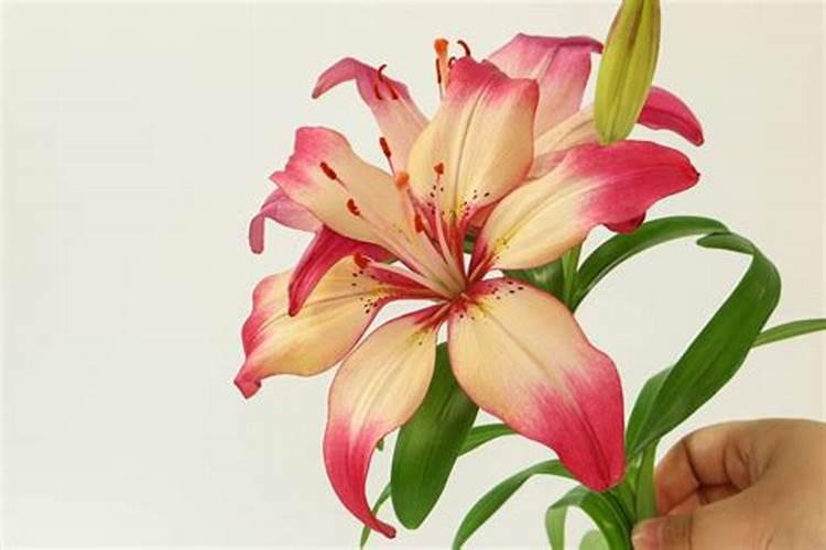 百合好养活吗,该怎么养？