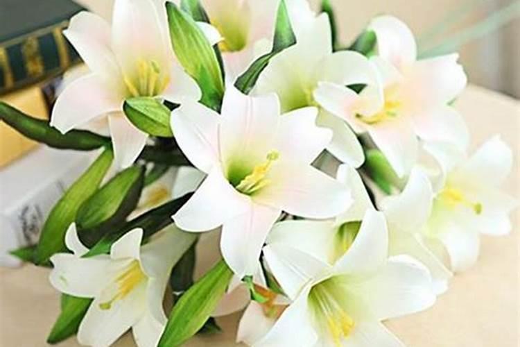 百合花怎么养护