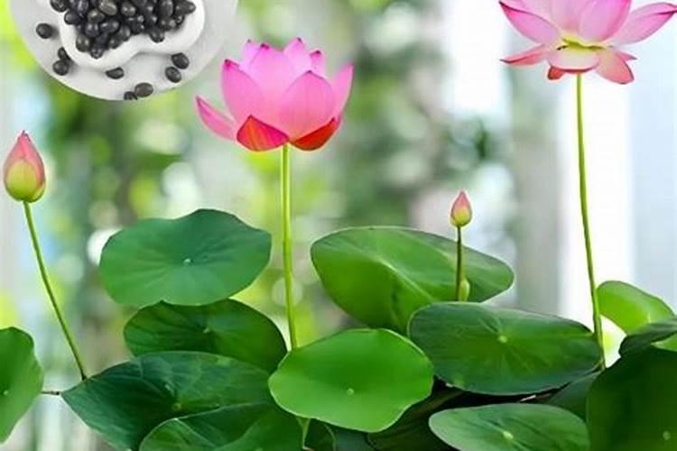 碗莲种子能用温开水泡吗？