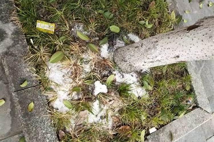 用浓盐水浇树树多久死