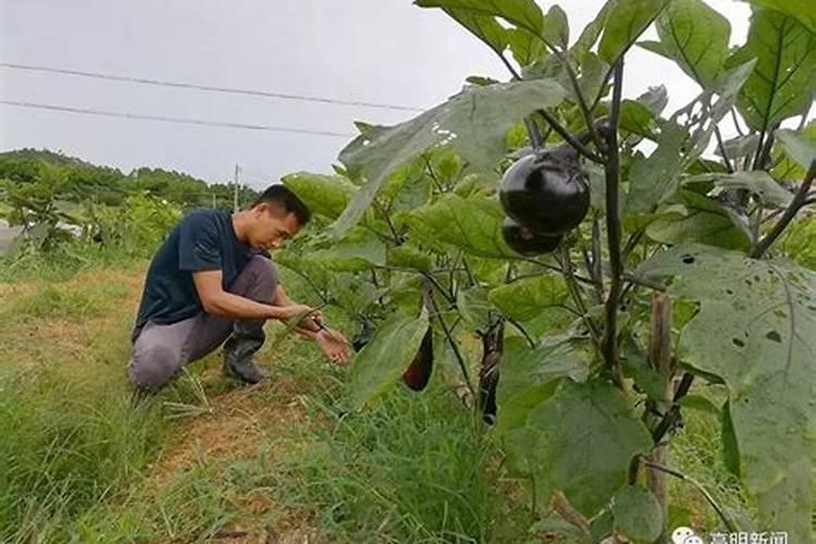 茄瓜种植方法是什么