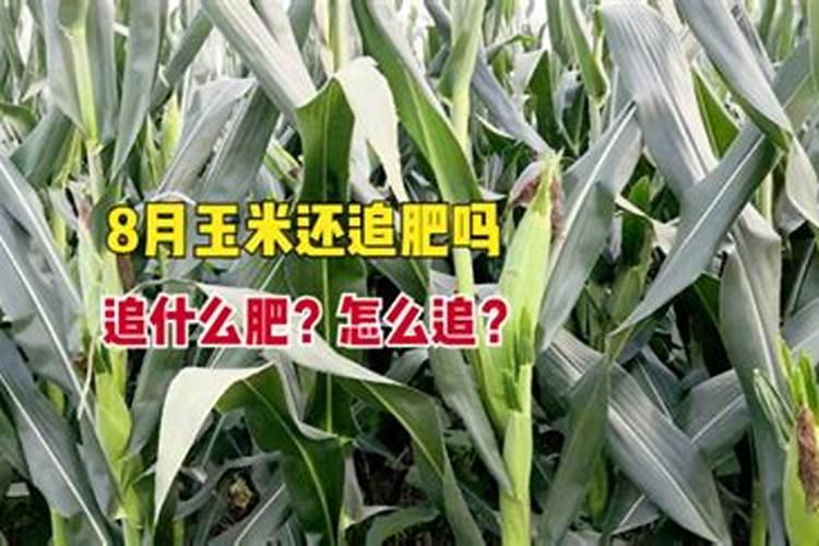 玉米受粉后还需追肥吗？