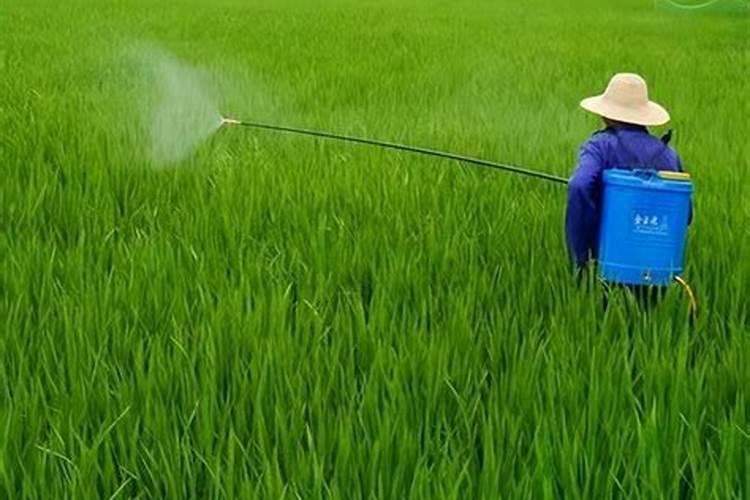 毒死蜱对中草药才有伤害吗、、、如果喷雾能加杀菌的和叶面肥要吗