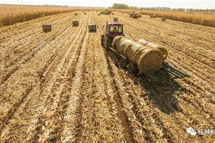 玉米秸秆怎么处理才能当肥料