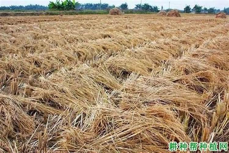 秸秆还田的好处和方法