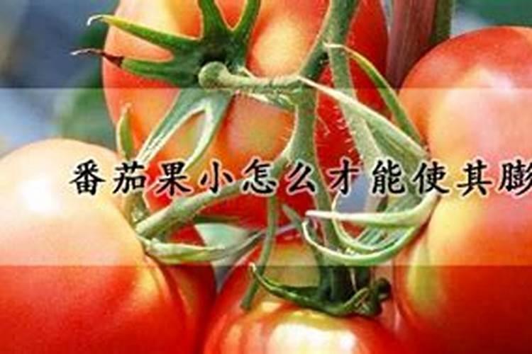 番茄果小怎么才能使其膨大