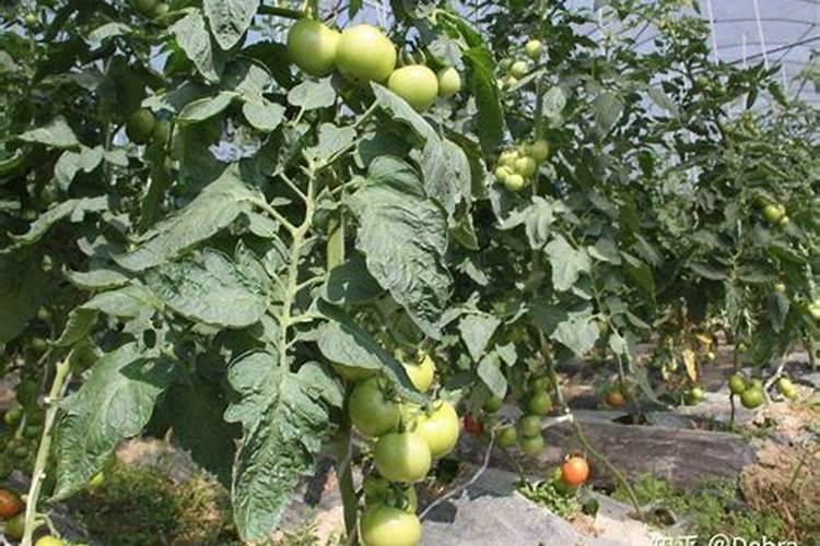 记住这几点番茄的施肥技巧,让番茄产量可以翻番