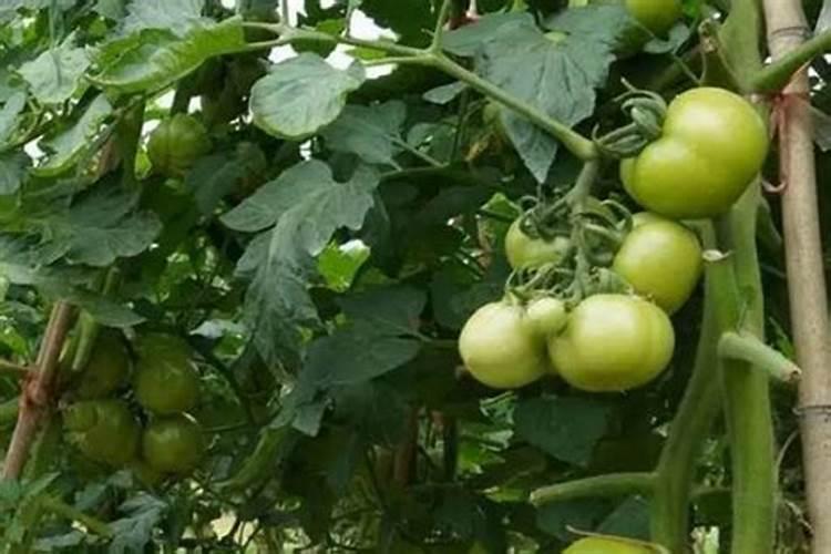 要是番茄果比较小,怎样促使它膨大起来