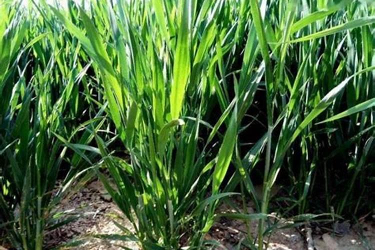 小麦冬前用胺鲜酯还是芸苔素好呢？