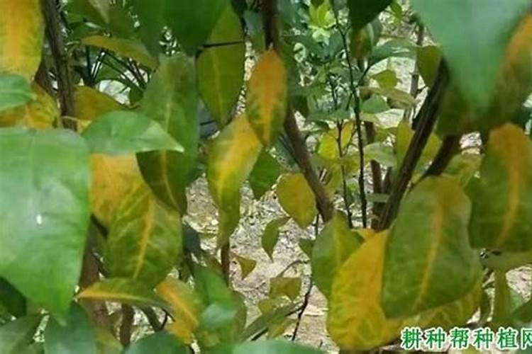 柑橘树缺氮有什么症状和防治措施？