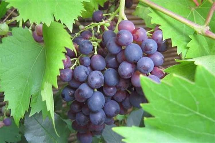 请问这葡萄树是什么病害 怎么防治爱