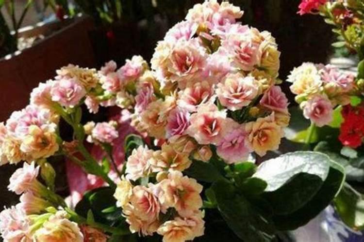 长寿花用什么样的复合肥好