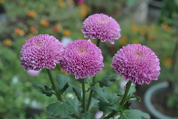 球菊开花了还要给磷钾肥吗怎么浇？