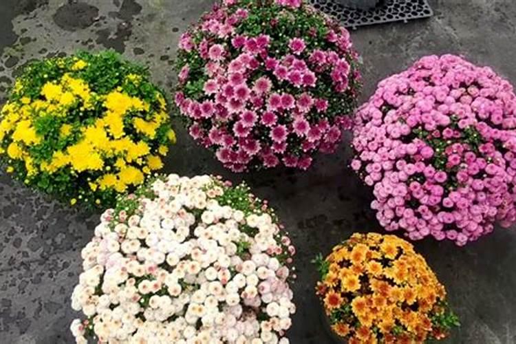 球菊的养殖方法和注意事项