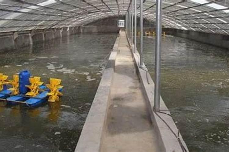 养殖中说的碳肥是什么