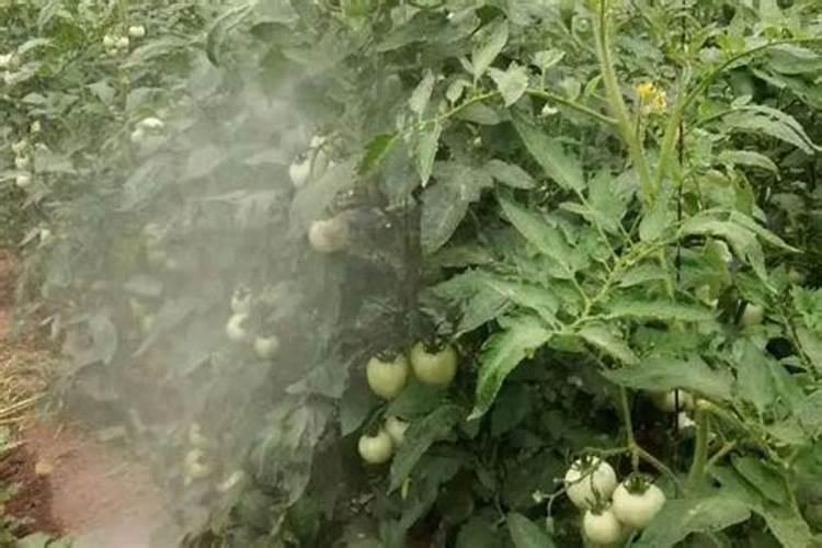 西红柿要喷叶面肥吗