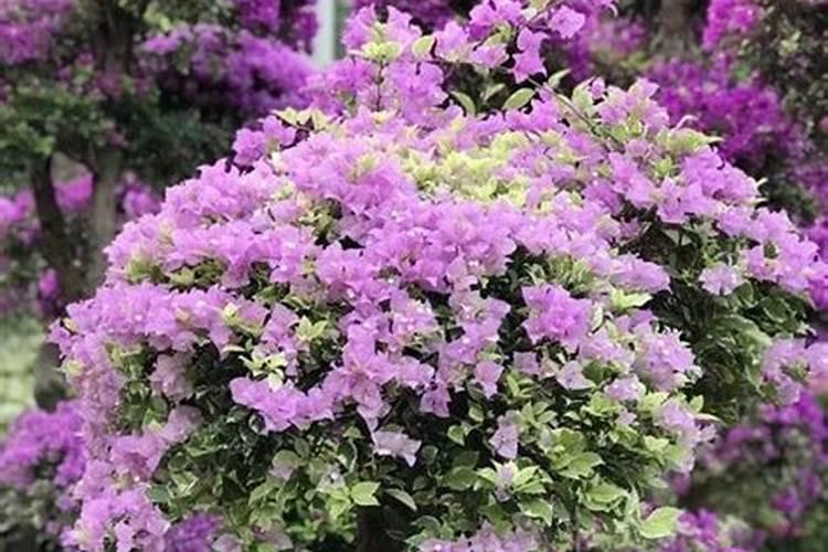 三角梅刚刚开花需要上什么肥？