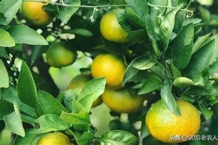 柑橘如何增甜