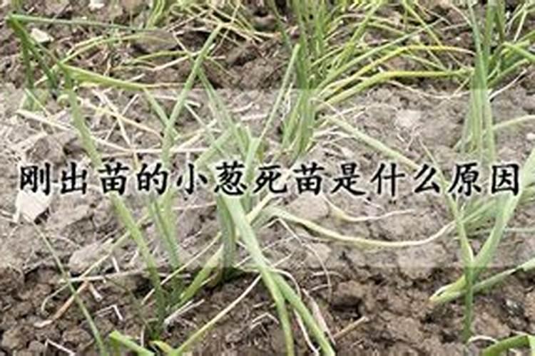 刚出苗的小葱死苗是什么原因