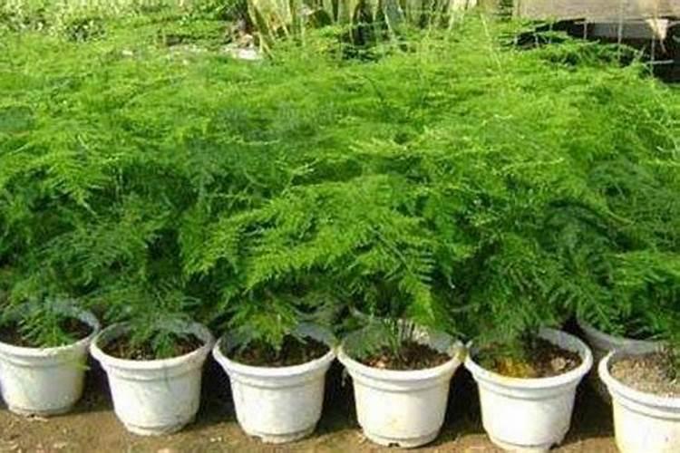 文竹最好施什么肥