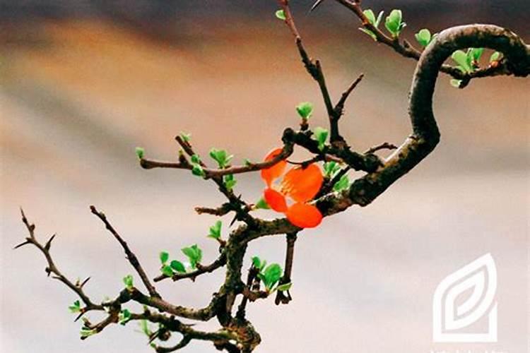 铁梗海裳每年都会生很多绿色小虫卵,不知是什么虫,叶子蜷曲萎缩,怎么...