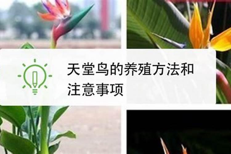 天堂鸟绿植的养殖方法和注意事项