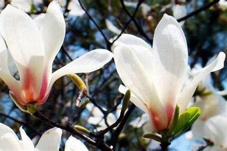 玉兰花上什么肥料效果好？