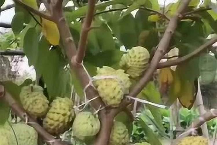 释迦果树施什么肥