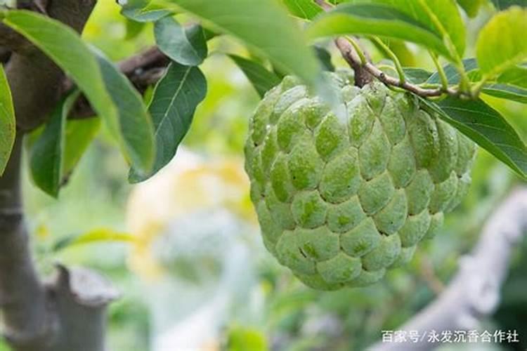 释迦果种植需要注意什么 释迦果生长条件