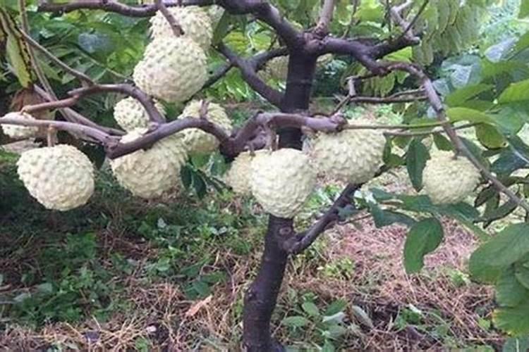 释迦果树种植方法