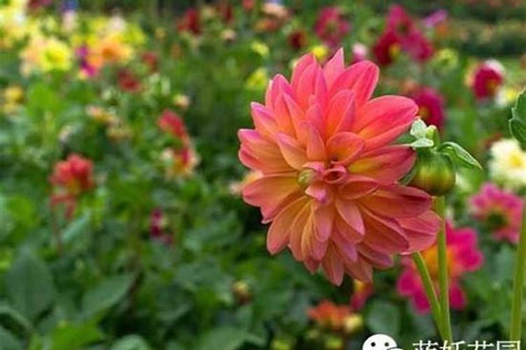 大丽花怎么矮化