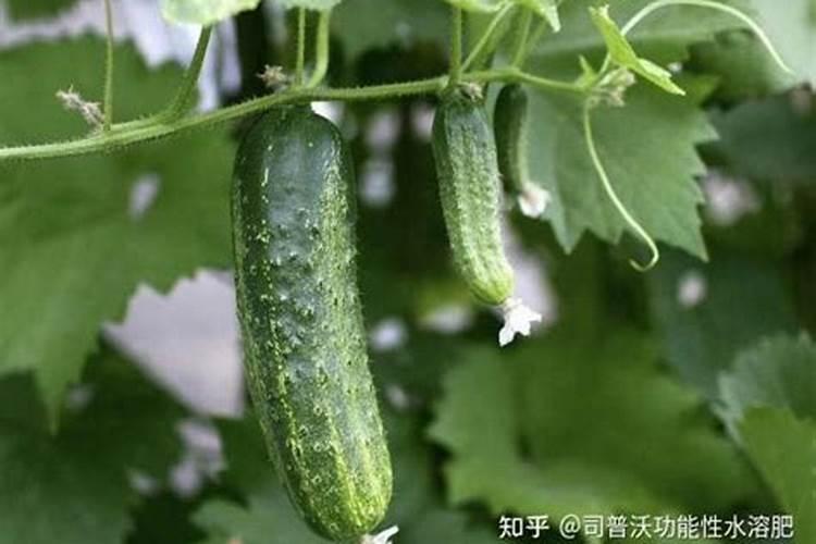 黄瓜出现早衰的原因是什么,如何解决黄瓜早衰延长采摘期？