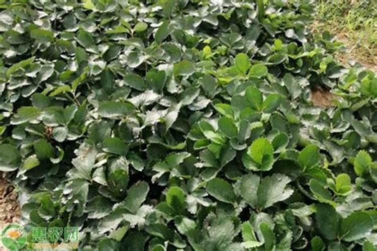 草莓枯萎了怎么救活