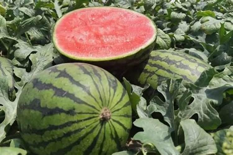 怎么挑选水溶肥,提高西瓜苗的成活率？