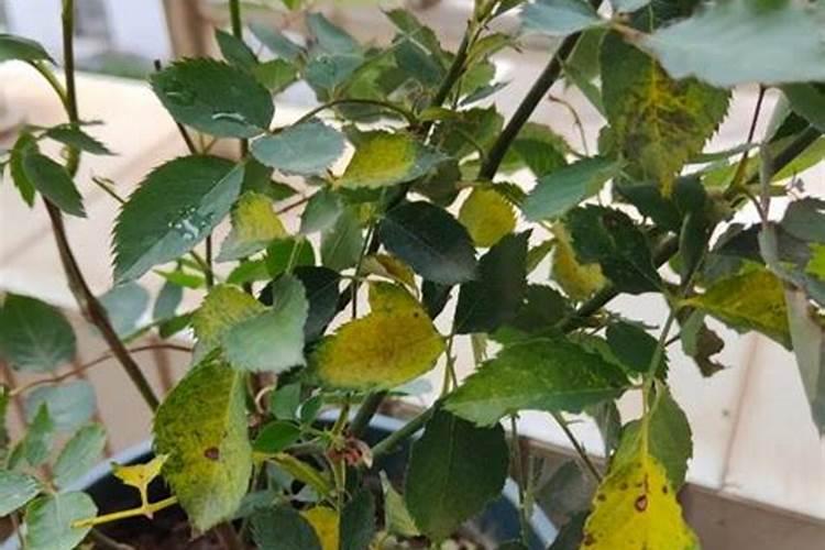 养花施肥用多了咋办？还能养活吗？