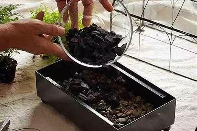 木炭灰用多了盆景会怎么样？