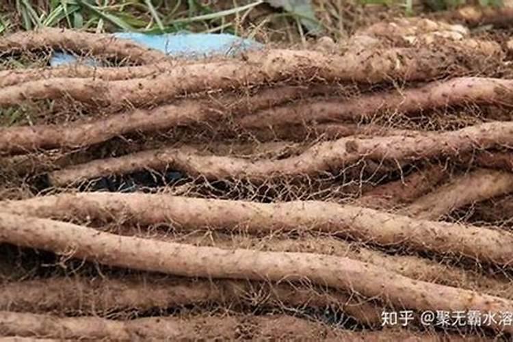 种山药需要什么肥料