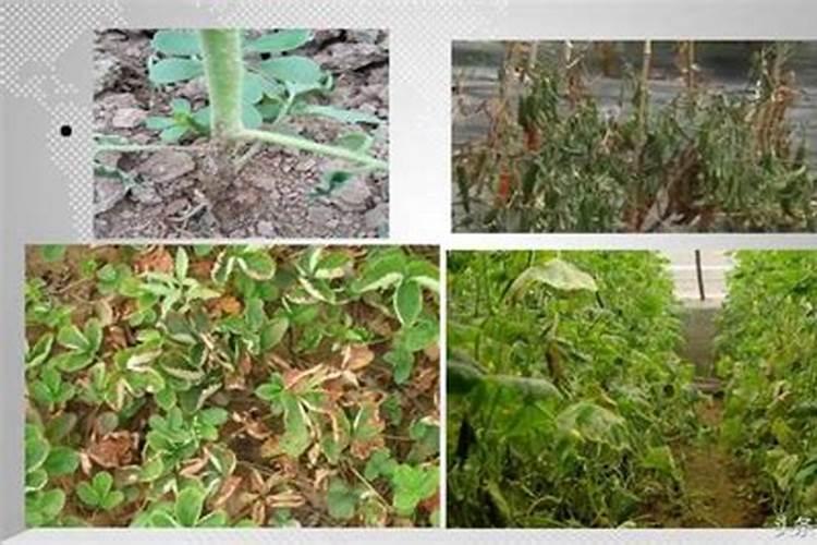 蔬菜土壤酸化是由哪些原因造成的？