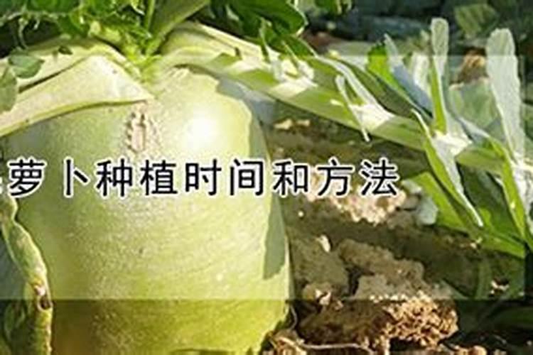 刚种的萝卜种子要浇水吗