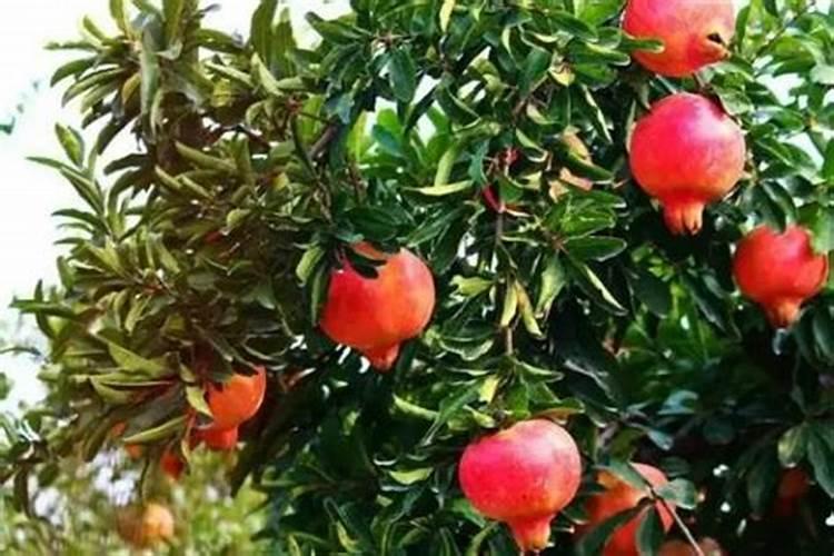 石榴在结果期间需要施肥吗