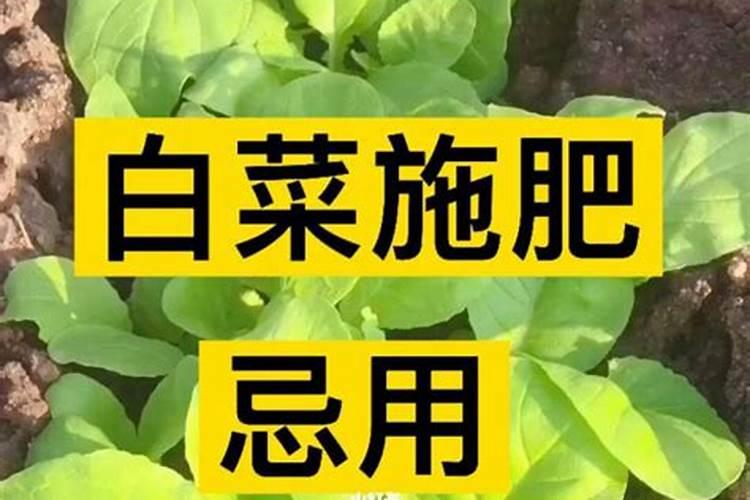 白菜施什么肥最好