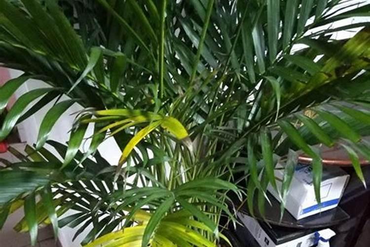 散尾葵叶子下垂怎么办